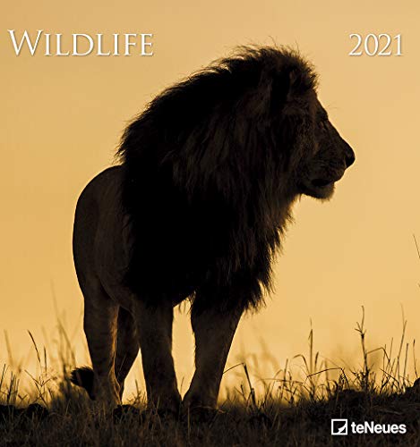 Wildlife 2021 - Foto-Kalender - Wand-Kalender - 45x48 - Wildnis
