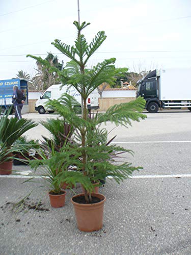 Araucaria Baum * Schmucktanne ca. 120-140 cm