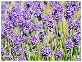 10 x Lavandula angustifolia 'Hidcote Blue' (Staude/Stauden/Winterthart/Mehrjährig) Echter Lavendel - Stecklingsvermehrt - Sorte mit hohem Ölgehalt - Sehr Insekten- Bienenfreundlich - von Stauden Gänge