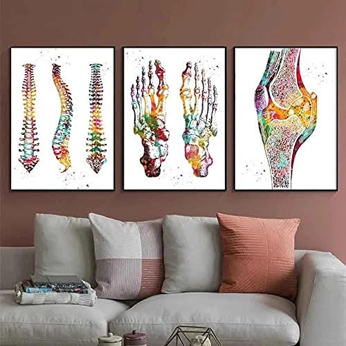 Yimesoy Menschliche Anatomie Muskeln System Bunte Wandkunst Leinwand Malerei Poster Und Drucke Körperkarte Wandbilder Medizinische Wohnkultur 20"X28"X3Panels