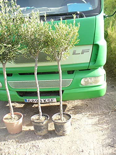Olivenbaum - Olea europea - Stamm rustikal