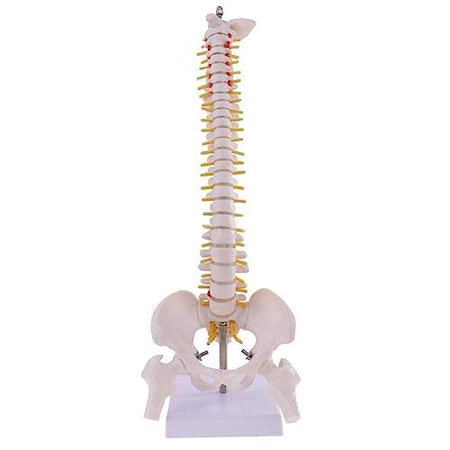 45 cm menschliche Wirbelsäule mit Beckenmodell, anatomischer Fexible-Ständer, medizinisches Säulenmodell mit Modell, Anatomie, Wirbelsäule, Wirbelsäule G1M4