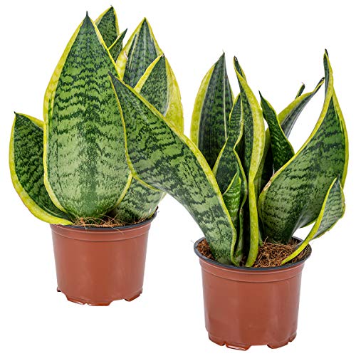 2x Sansevieria 'Laurentii' – Frauenzunge – Sukkulente – Pflegeleicht – ⌀12cm – 25-35cm