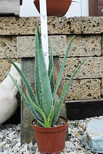 Echte Aloe Vera,medizinisch,bis zu 60cm, sehr große Pflanzen im 2,5ltr Container