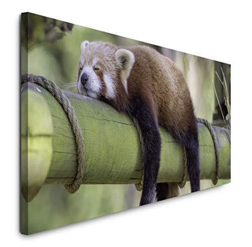 Paul Sinus Art GmbH schlafender roter Panda 120x 50cm Panorama Leinwand Bild XXL Format Wandbilder Wohnzimmer Wohnung Deko Kunstdrucke