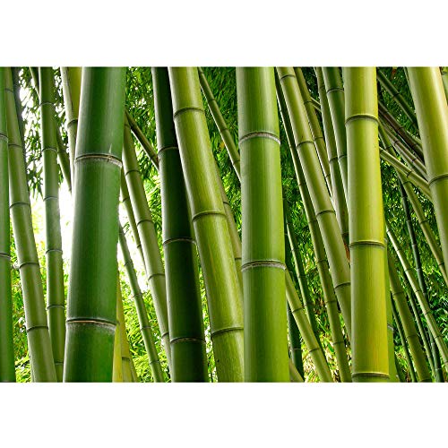 Vlies Fototapete 400x280 cm PREMIUM PLUS Wand Foto Tapete Wand Bild Vliestapete - PARADISE OF BAMBOO - Bambuswald Bambus Wald Asien Asia Baum Bamboo Way Bambusweg Grün - no. 075