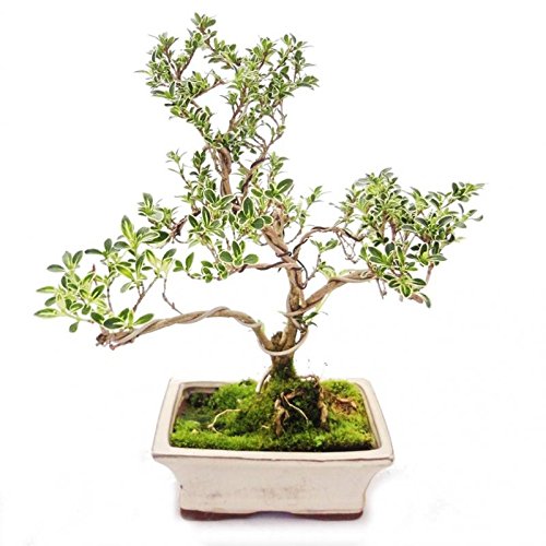 Exotenherz - Outdoor Bonsai - Serissa foetida variegata - Junischnee - Baum der 1000 Sterne 15cm