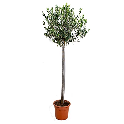 Olivenbaum Hochstamm | Olea Europaea 3x - Freilandpflanze im Anzuchttopf ⌀21 cm - ↕100-110 cm