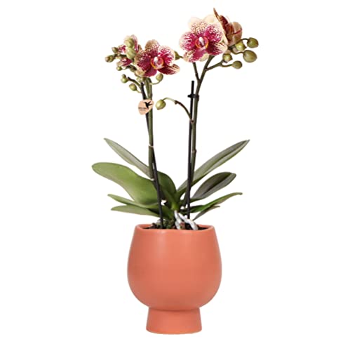 Kolibri Orchids | Gelbe rote Phalaenopsis-Orchidee - Spanien + Scandic Ziertopf Terrakotta - Topfgröße Ø9cm - 40cm hoch | blühende Zimmerpflanze - frisch vom Züchter