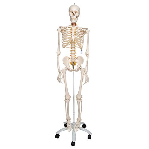 3B Scientific Menschliche Anatomie - Flexibles Skelettmodell Fred + kostenloser Anatomiesoftware - 3B Smart Anatomy, Standardstativ
