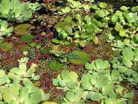 Mühlan - Pflanzenset für Teichkübel oder Miniteiche, Zwergseerose, Schwimmpflanzen, Wasserpflanzen, Sumpfpflanzen