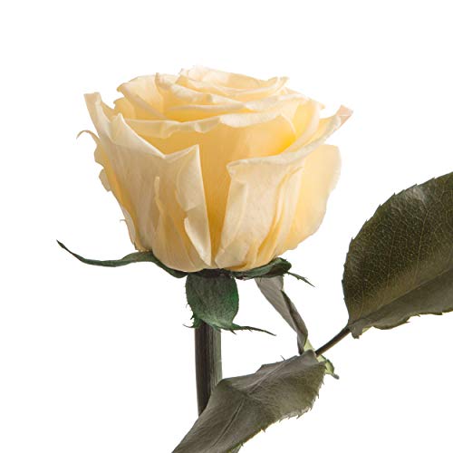 Konservierte Rose lang haltbare Rose mit Rosenduft (Champagner)