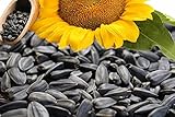 Samore Sonnenblumenkerne schwarz 25 kg erstklassige Qualität Wildvogelfutter