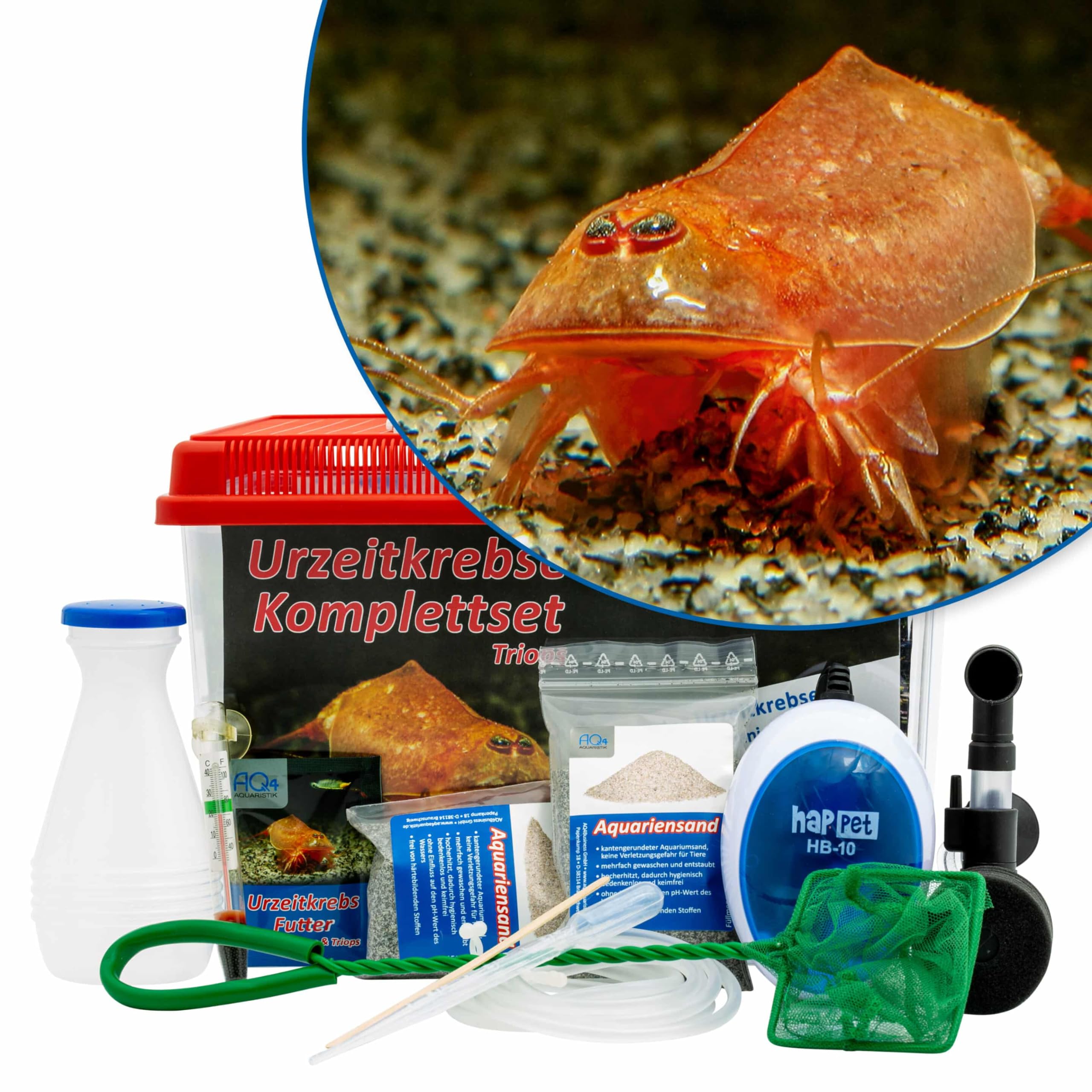 Triops cancriformis VAR. Beni Kabuto EBI Komplettset 6 l mit Urzeitkrebseiern: Aquarium, Zuchtansatz, Filter, Luftpumpe, Zubehör, Futter und Anleitung,