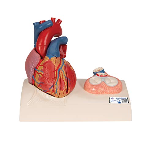 3B Scientific Menschliche Anatomie - Herzmodell in Lebensgröße mit magnetischen Verbindungen, 5-teilig + kostenloser Anatomiesoftware - 3B Smart Anatomy