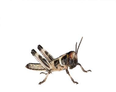 Wüstenheuschrecken Heuschrecken Futterinsekten Reptilienfutter (klein, 300 Stück)