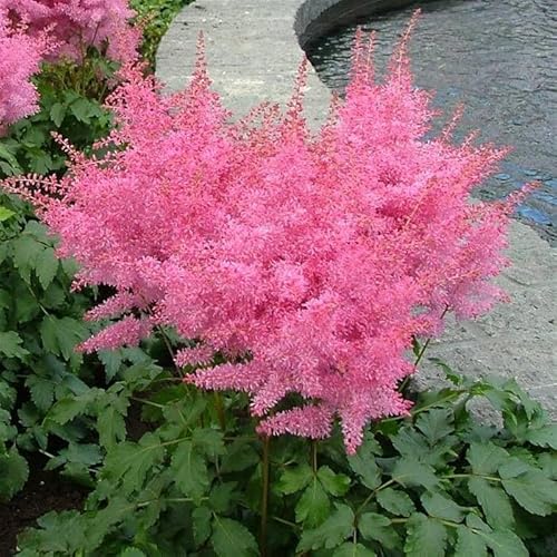 10 x Astilbe arendsii ‚Astary Rose‘ (Winterhart/Stauden) Prachtspiere