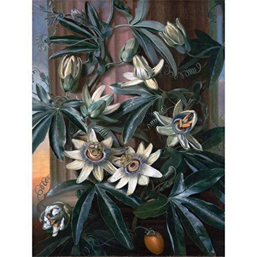 Reinagle Blue Passion Flower Temple Flora Thornton Painting Large Wall Art Poster Print Thick Paper 18X24 Inch Blau Blume Tempel Malerei Wand Poster drucken