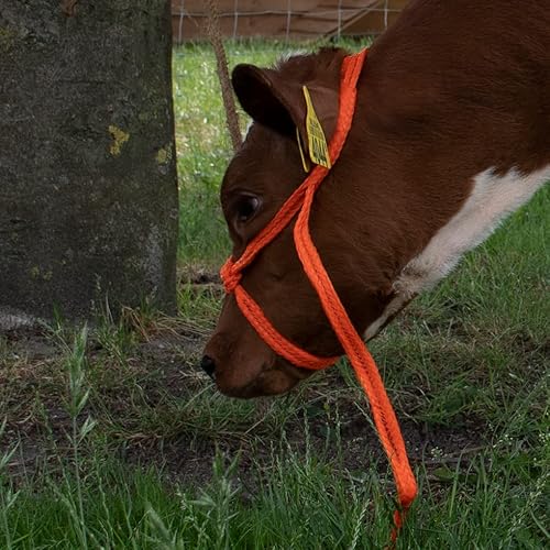 Halster Koe groot verstelbaar breed oranje