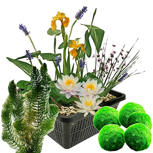 S VD VELDE WATERPLANTEN Mini Teichpflanzen Set - Gelb - 1 gelbe Seerose, 1 Sauerstoffpflanze und 2 Wasserpflanzen inklusive Teichkorb