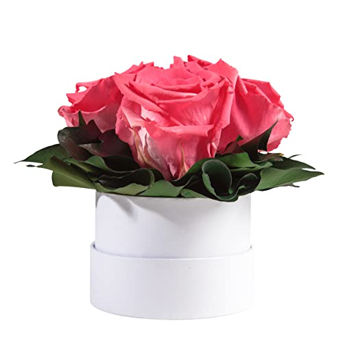 ROSEMARIE SCHULZ Heidelberg Rosenbox Flowerbox weiß rund konservierte Rosen - 3 Infinity Rosen Blumengruß Geschenk für Frauen (Korall, Medium)