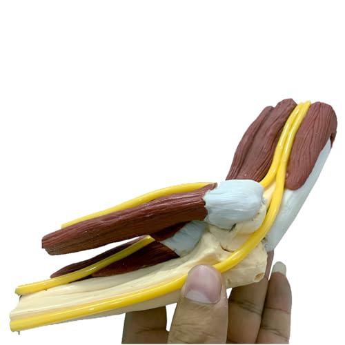 LKYLVEE Menschliches Ellenbogen-Gelenk-Modell mit Muskel - Pädagogisches menschliches Skelett-Schädel-Handgelenks-Modell - Ellenbogen-Gelenk-menschliches Anatomie-Modell,A,Life Size