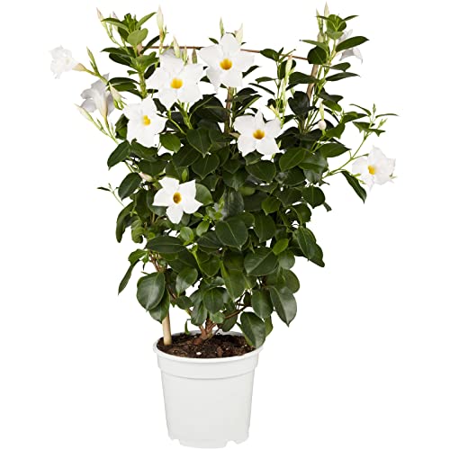 Dipladenie Pflanze, echte Dipladenia sanderi, Spalier, weiß, Topf-Ø 17 cm