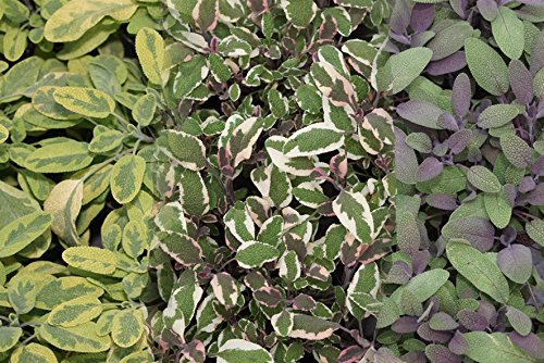 Salbei, Gewürzsalbei (Salvia officinalis) im 10,5cm Topf (6 Stück, Mix; weißbunt; Sorte: 'Tricolor'; gelb/grün Sorte: 'Iceteriana; rot; Sorte: 'Purpurascens')
