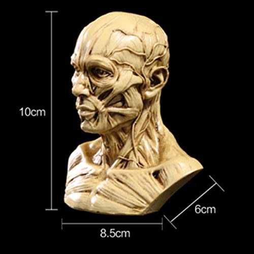 Menschlicher Kopf Schädel-Muskel-Modell Anatomisches Resin Crafts Malerei Referenz Kunst Modell für Künstler Malerei Hilfe Lehrmittel,C