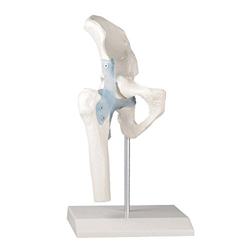 Anatomie Modell Hüftgelenk mit Bändern, menschliche Hüfte, beweglich, mit Stativ