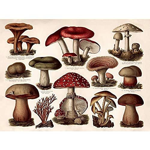 Meyers Lexicon Poisonous Mushrooms Encyclopedia Page Unframed Wall Art Print Poster Home Decor Premium Seite Wand Zuhause Deko