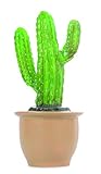 Heico – Egmont Toys Nachtlicht in Kaktusform, Grün