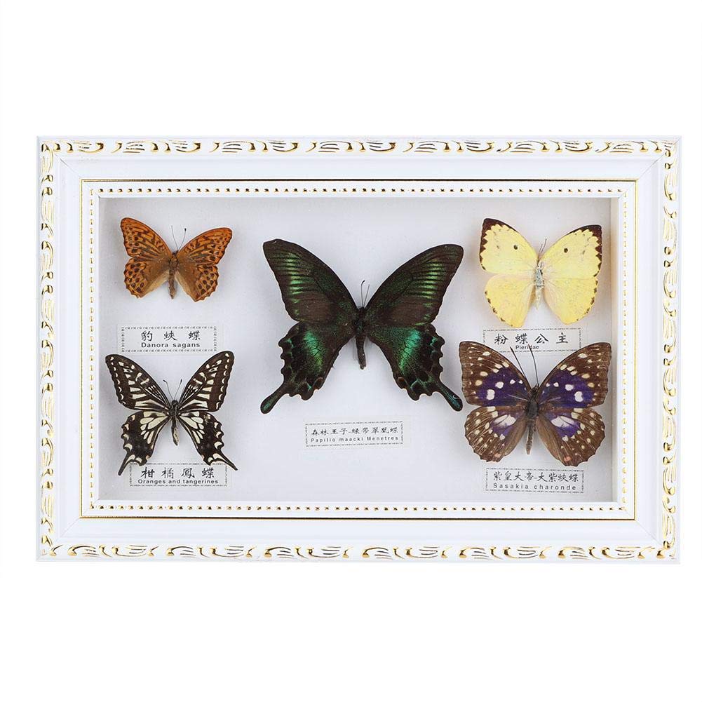Mumusuki Exquisite Schmetterlinge Insekt Probe Handwerk echte gerahmte Geburtstagsgeschenk Home Decor Ornament(Weißer Rahmen)