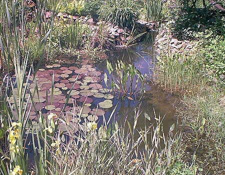 Mühlan - 20 wurzelnackte Pflanzen für die Bepflanzung der Sumpfzone und das Teichufer, mindestens 5 Sorten, winterhart