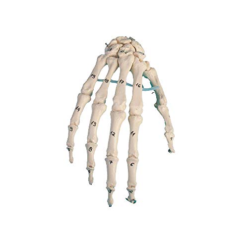 Erler Zimmer menschliches Handskelett, beweglich, Anatomie Modell, Handknochen nummeriert