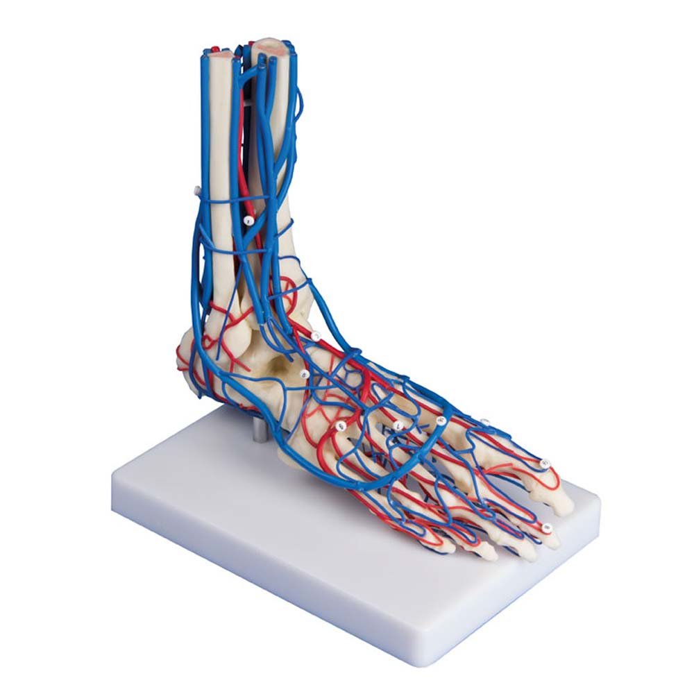 Anatomie Modell Fußskelett mit Gefäßen, Gefäßfuß-Modell, anatomisch, Stativ