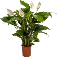 Einblatt Spathiphyllum H 100 cm 24 cm Topf