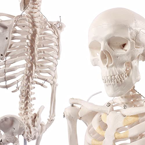 Cranstein A-117 Mini-Skelett Modell, 85cm - Anatomie-Modell als Lernmodell oder Lehrmittel