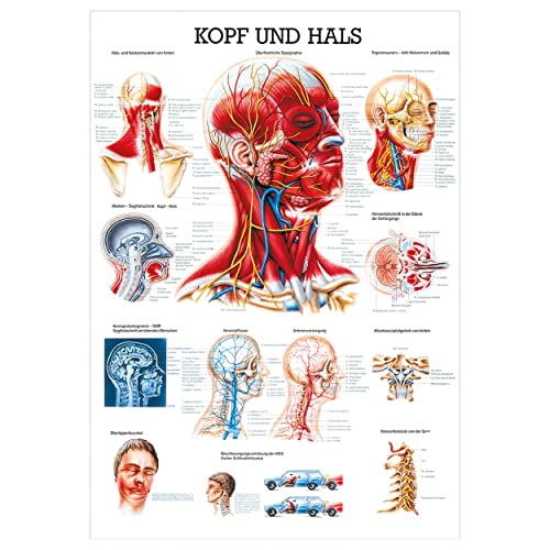 Kopf und Hals Lehrtafel Anatomie 100x70 cm medizinische Lehrmittel
