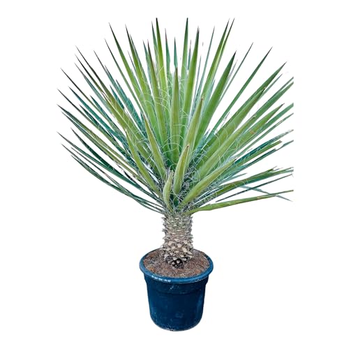 Tropictrees - Palme - Yucca Filifera Australis - Palmlilie - Winterhart - A+ - 200cm