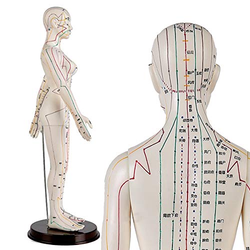 60CM Menschliche Akupunktur weibliches Modell Chinesische Medizin Akupunktur Menschliche Anatomie Modell für das Lernen Meridiane und Akupunkte