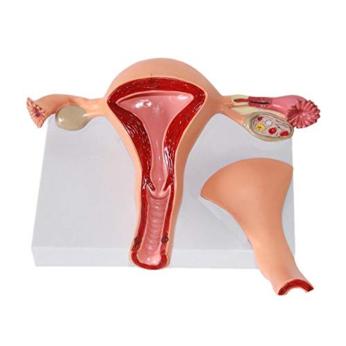 FHUILI Uterus Ovar Anatomisches Modell - Uterus Modell Medical Anatomische Uterus Teaching Model - Advanced Simulation Maternal Gebärmutter Struktur Anatomie Modell für Medizinische Lehre