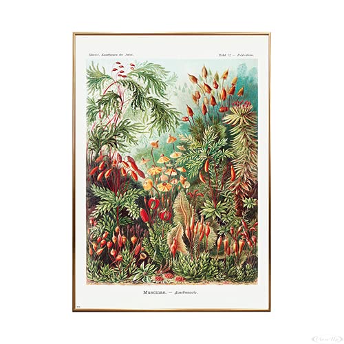 Close Up Laubmoose Poster Ernst Haeckel Kunstformen der Natur,Tafel 72 (93x62 cm) gerahmt in: Rahmen Kupfer