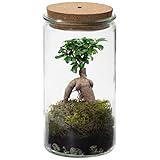 Bonsaiworld Bonsai Ginseng Echt im Weck Glas - Flaschengarten - Mini Pflanzen Terrarium - Ökosystem im Glas Set mit Bonsai Ginseng - Glas: Ø 10,5 cm, Höhe 21 cm