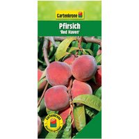 Gartenkrone Pfirsich, Prunus persica »Redhaven«, Früchte: süß - bunt