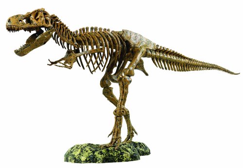 XL Tyrannosaurus Rex Skelett 91cm