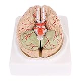 HUIGE Anatomisches Gehirnmodell, Lebensgröße 8-Teile Menschliches Gehirnmodell Medizinische Organ Medizinische Unterrichtsmodell Für Wissenschaftliche Studienanzeige Unterricht