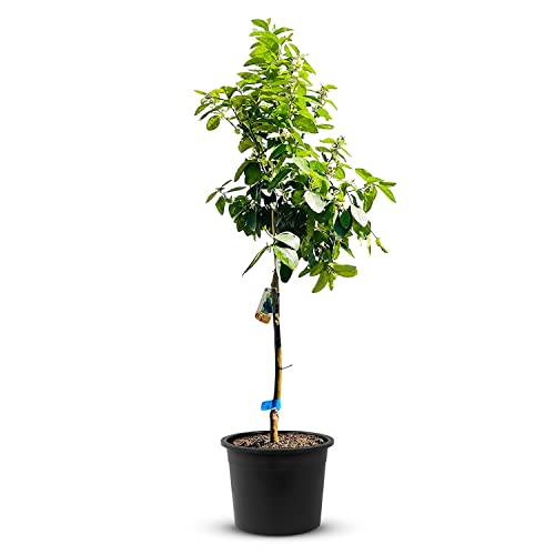 TropicTrees Limettenbaum mit einer Höhe von 170 cm und einem Stammumfang von 8-10 cm | Limetten für die Saftherstellung, als Gewürzzutat und als Zierpflanze für Innenbereiche