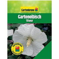Gartenkrone Garteneibisch, Hibiscus syriacus »Diana«, Blätter: grün, Blüten: weiß - weiss