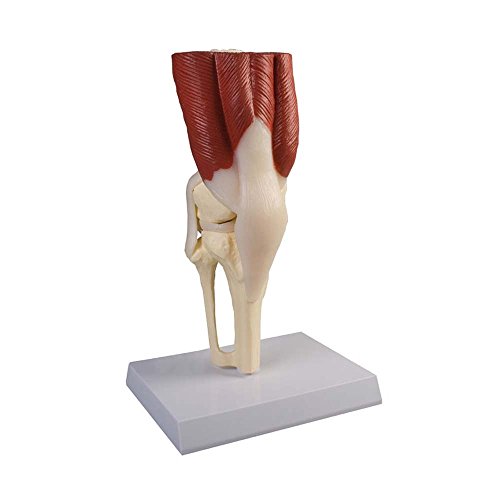 Anatomie Modell Kniegelenk mit Muskulatur, menschliches Knie, lebensgroß